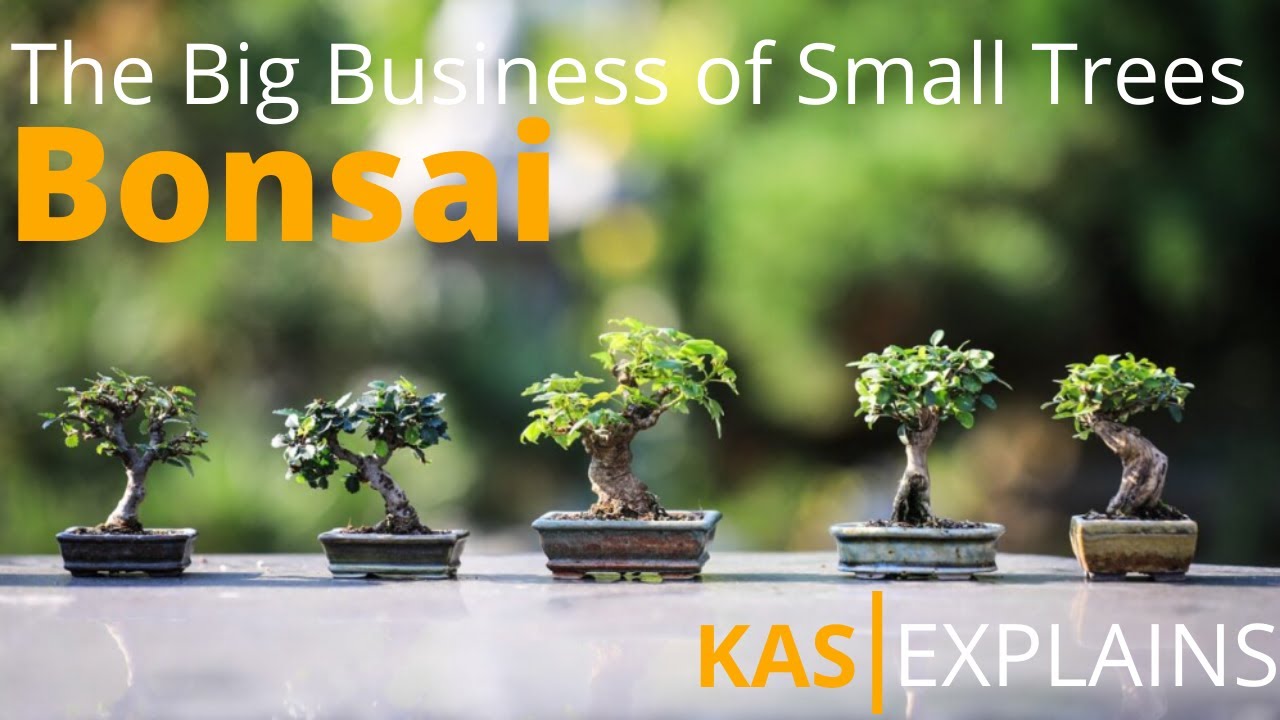 Bonsai - The Big Business of Small Trees | Short Explainer