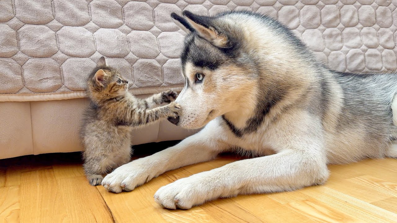 Tiny Kitten Challenges Giant Husky – What Happens Next Is Hilarious!