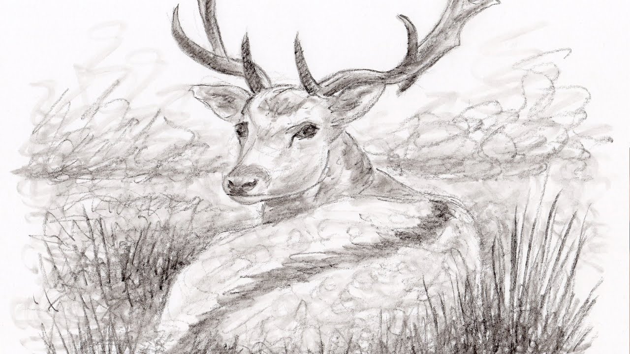 How to Sketch Draw a Deer with a Charcoal Pencil