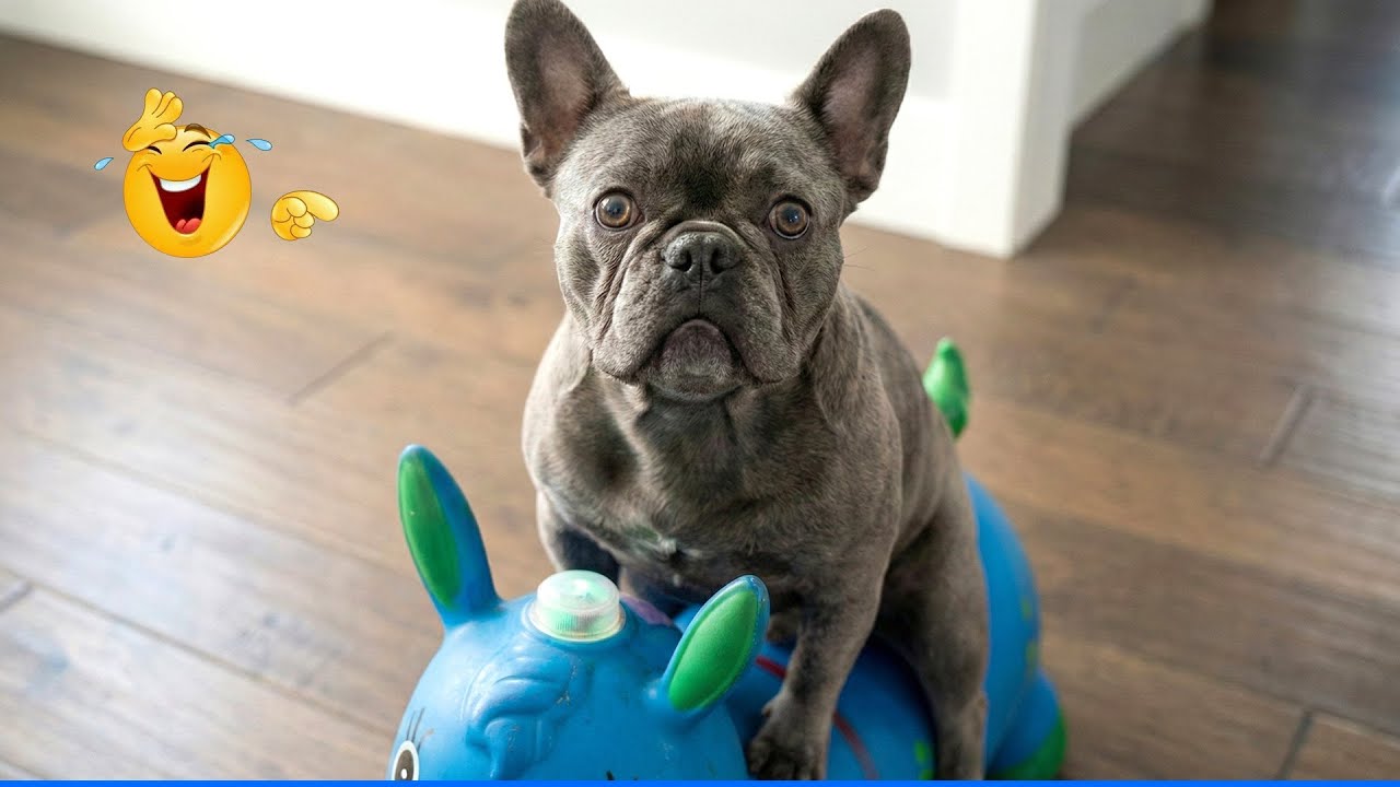Funniest CAT AND DOG  Videos 🎉The Funniest Animals That Will Make You Laugh Crazy 🐾 🤣