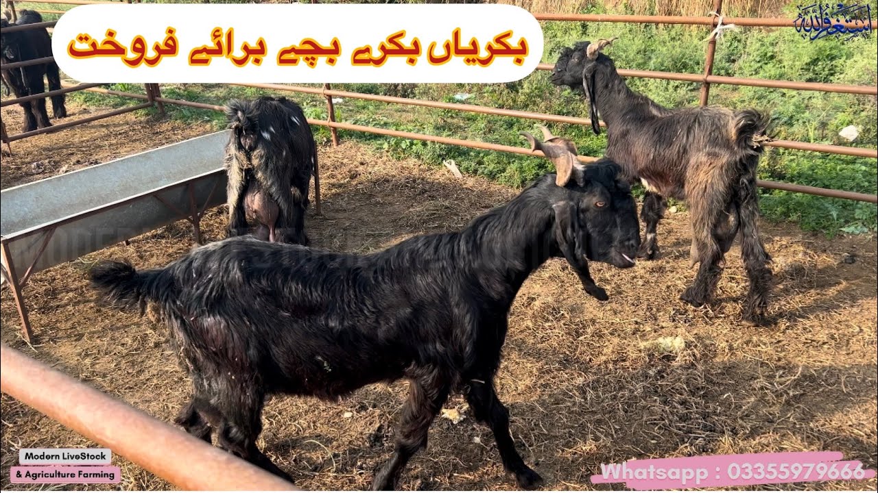 DDP Goat for Sale - Daira Din Panah Bakri for sale |  ڈی ڈی پی DDP بکریاں برائے فروخت