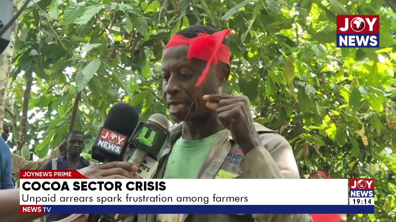 Cocoa sector crisis: Unpaid arrears spark frustration among farmers.