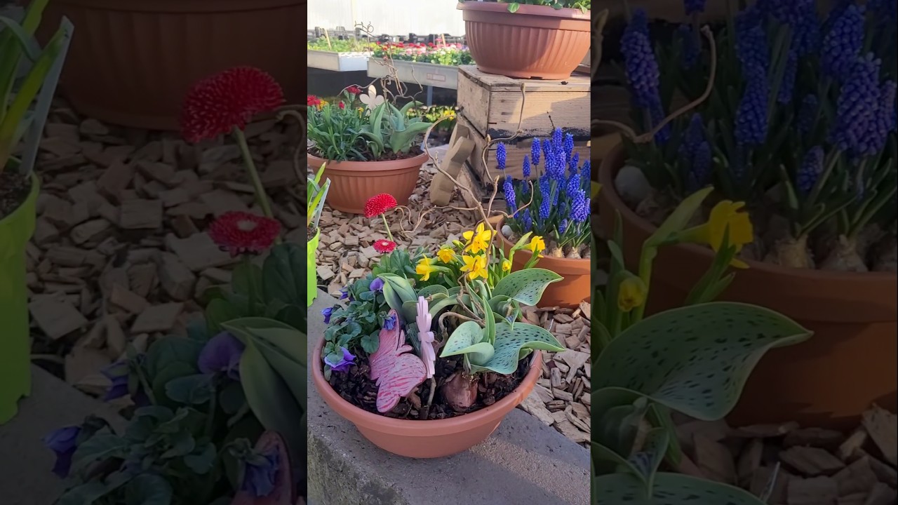 5 Pflanzen f&uuml;r einen fr&uuml;hlingshaften Eingang #springonyoutube
