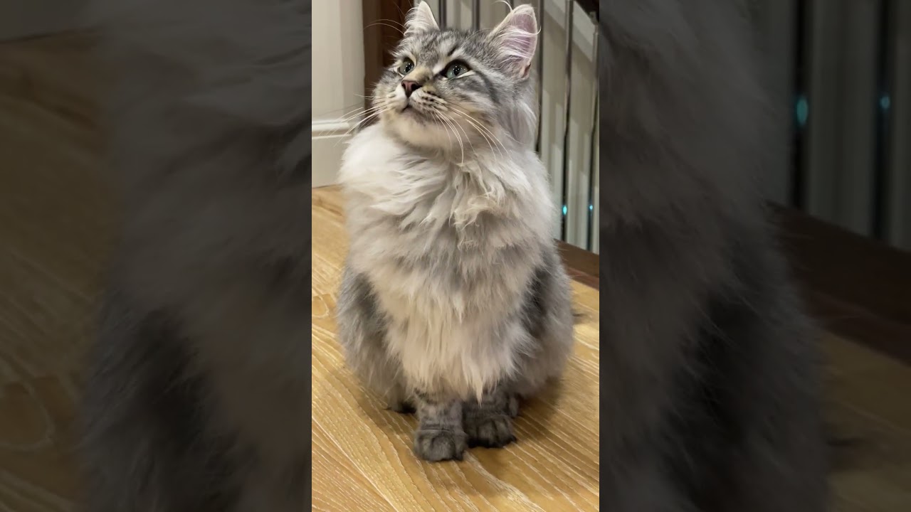 My silver Siberian kitten #twinfloof