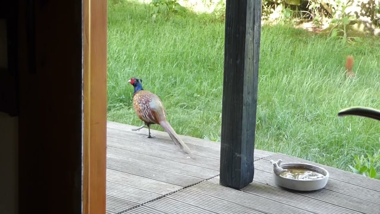 Fasan springt auf die Terrasse