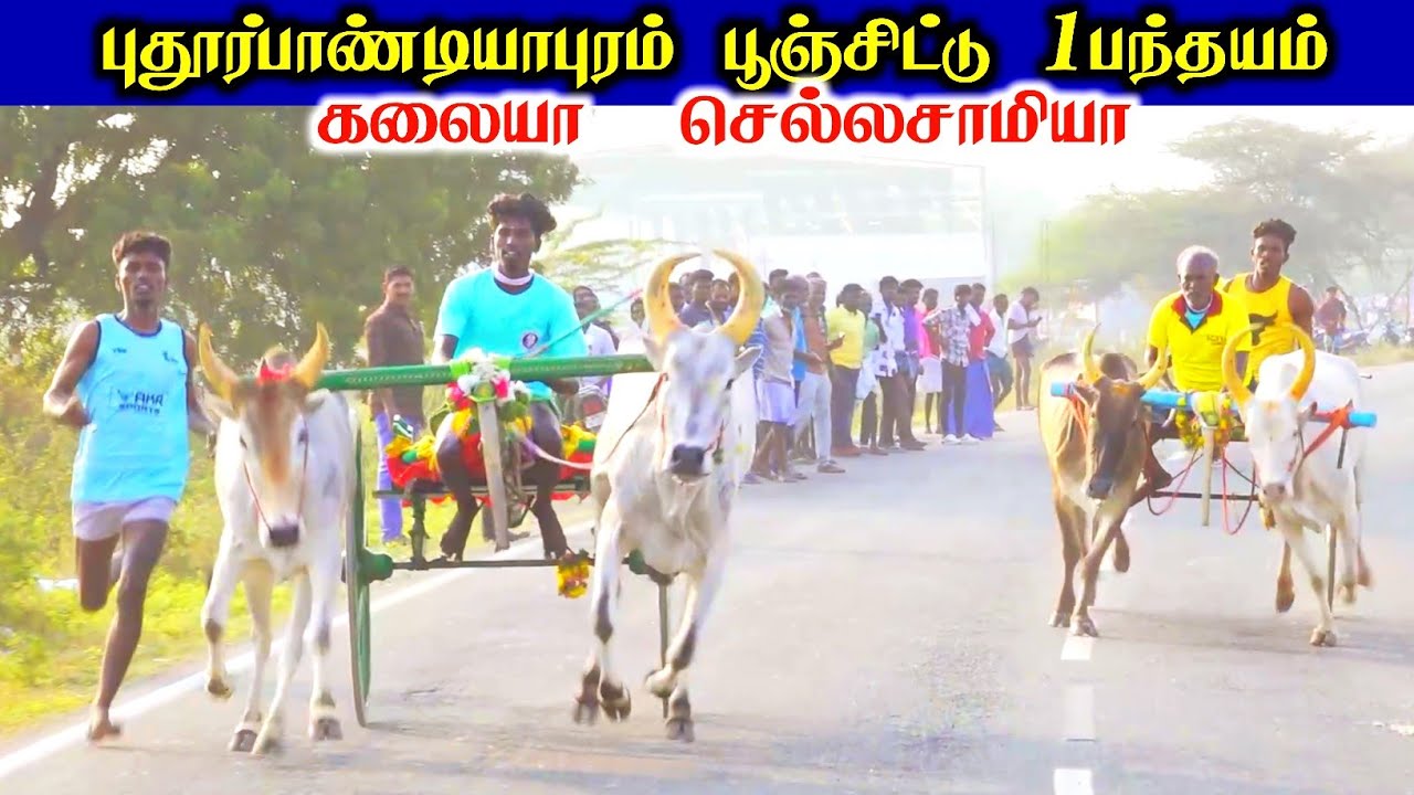 புதூர்பாண்டியாபுரம் பூஞ்சிட்டு முதல் சுற்று பந்தயம்