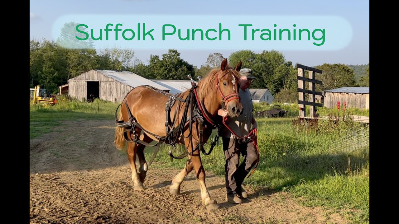 First Time Working our Three Year Old Suffolk Punch