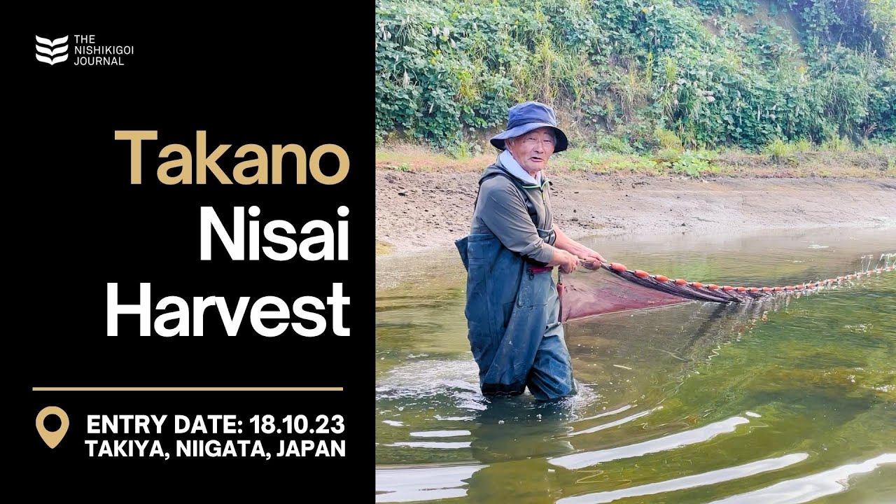 Takano Nisai Harvest | The Nishikigoi Journal | EP #012