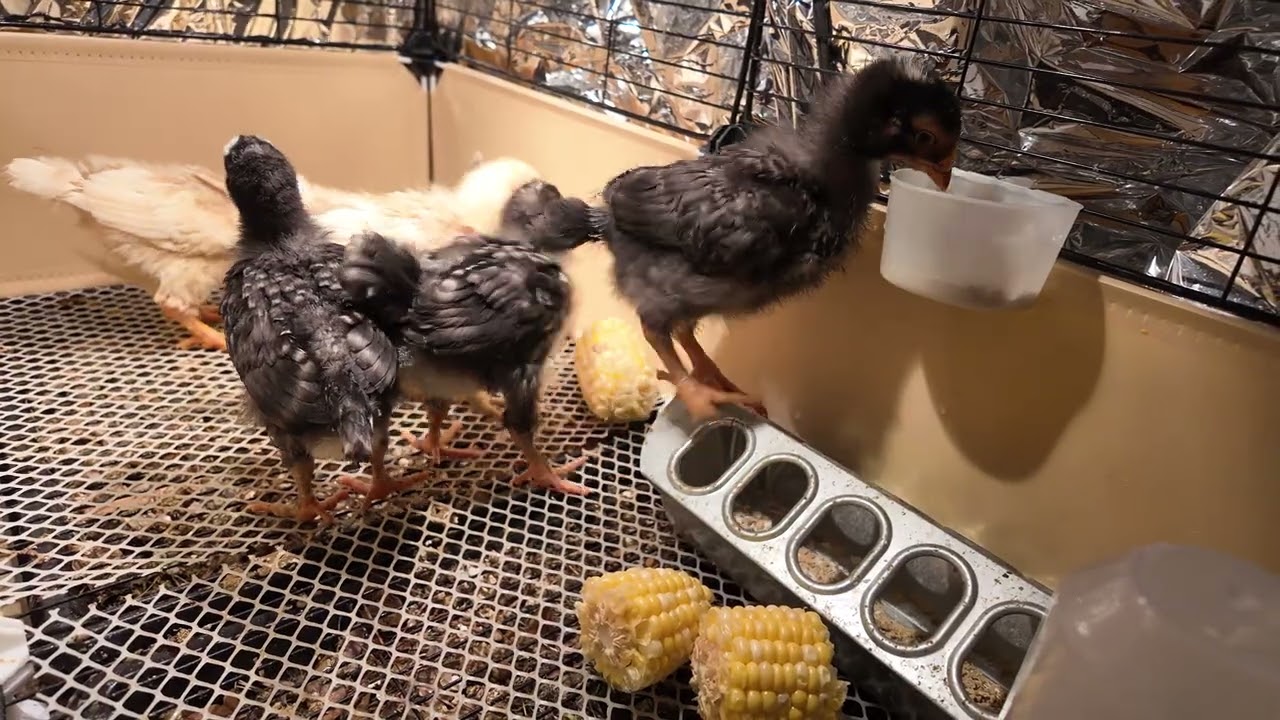 2 weeks old chicks, corn treat