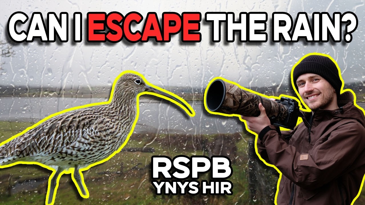Photographing Wildlife In The WET Welsh Countryside