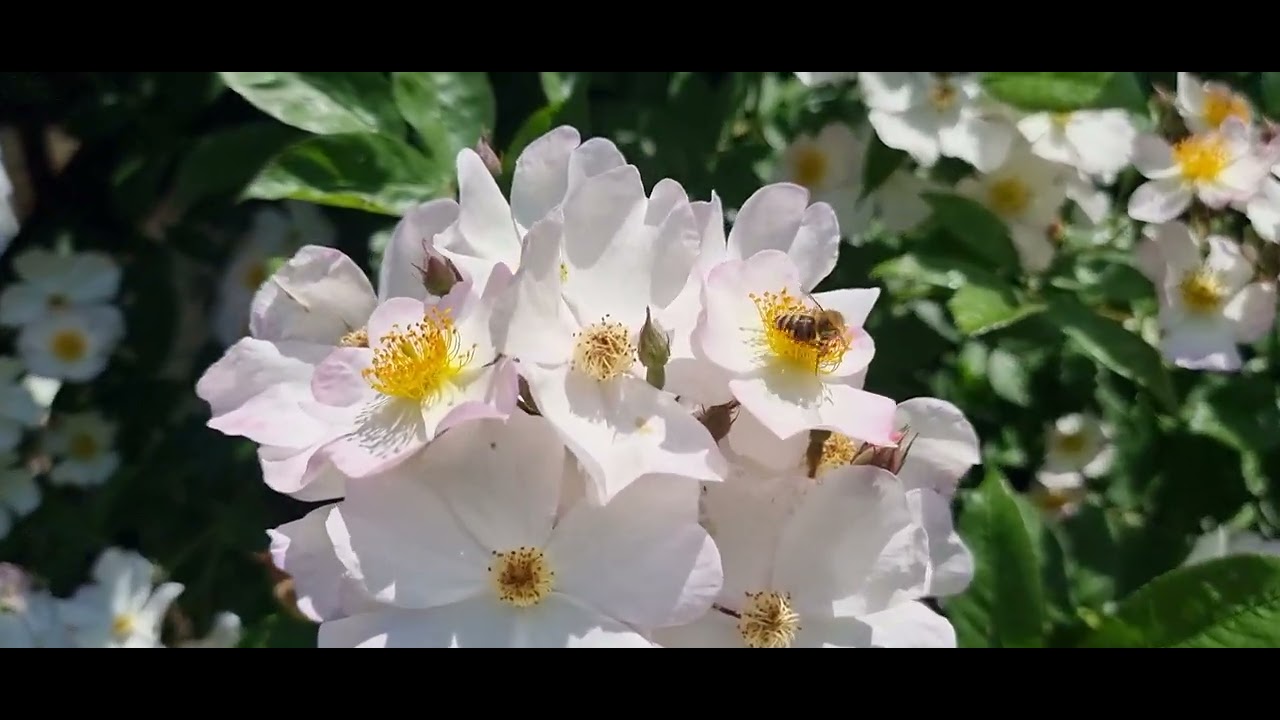 Ramblerrose Filipes Kiftsgate