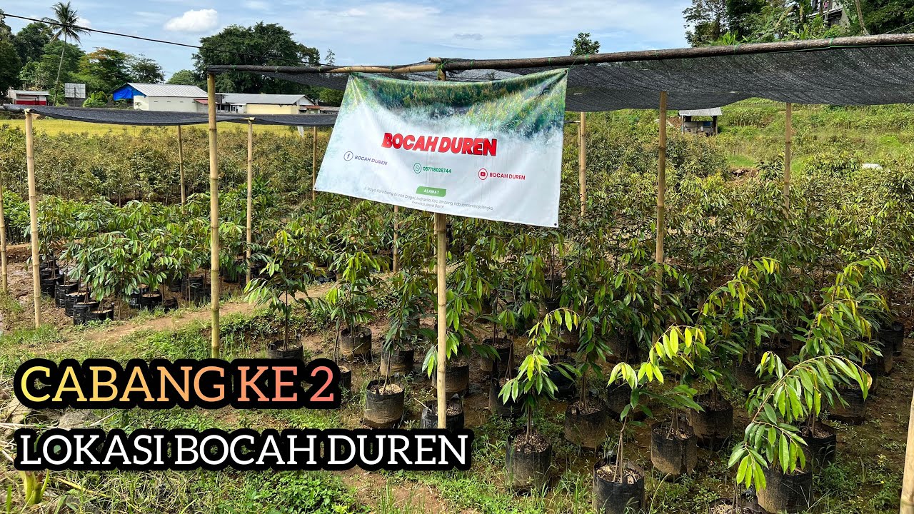 Lokasi Ke 2 Bocah Duren | Pusat Bibit Durian Di Majalengka Jawa Barat