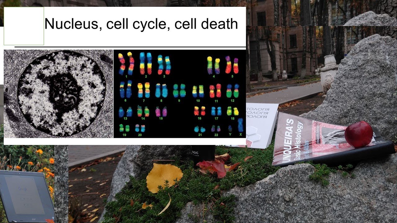 2.Nucleus cell cycle cell death (Cytology lecture)