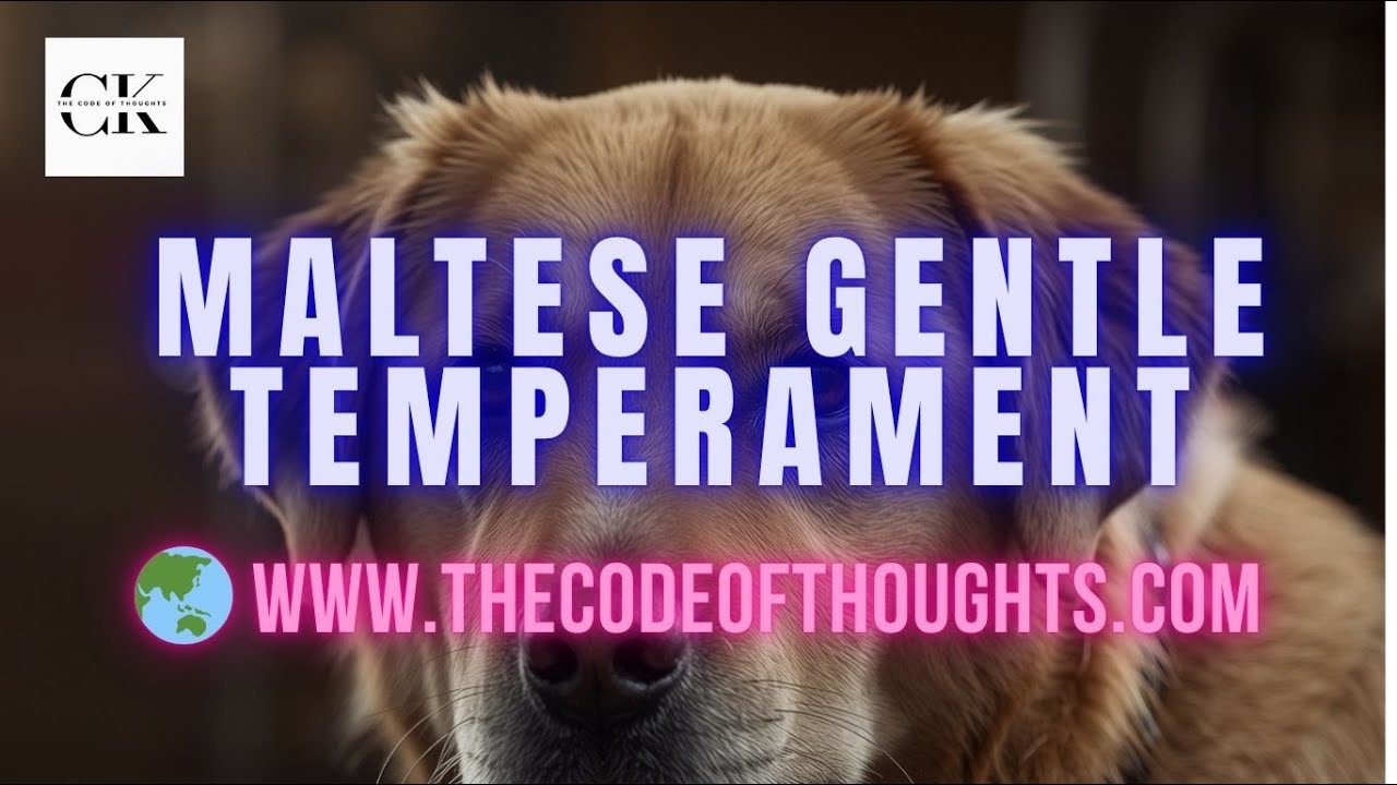 Maltese Gentle Temperament   Dog Breeds and Characteristics Explained