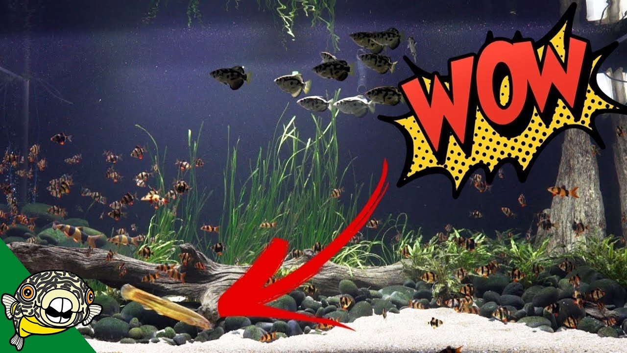 Dojo Loach Full Grown in the 800 Gallon Aquarium
