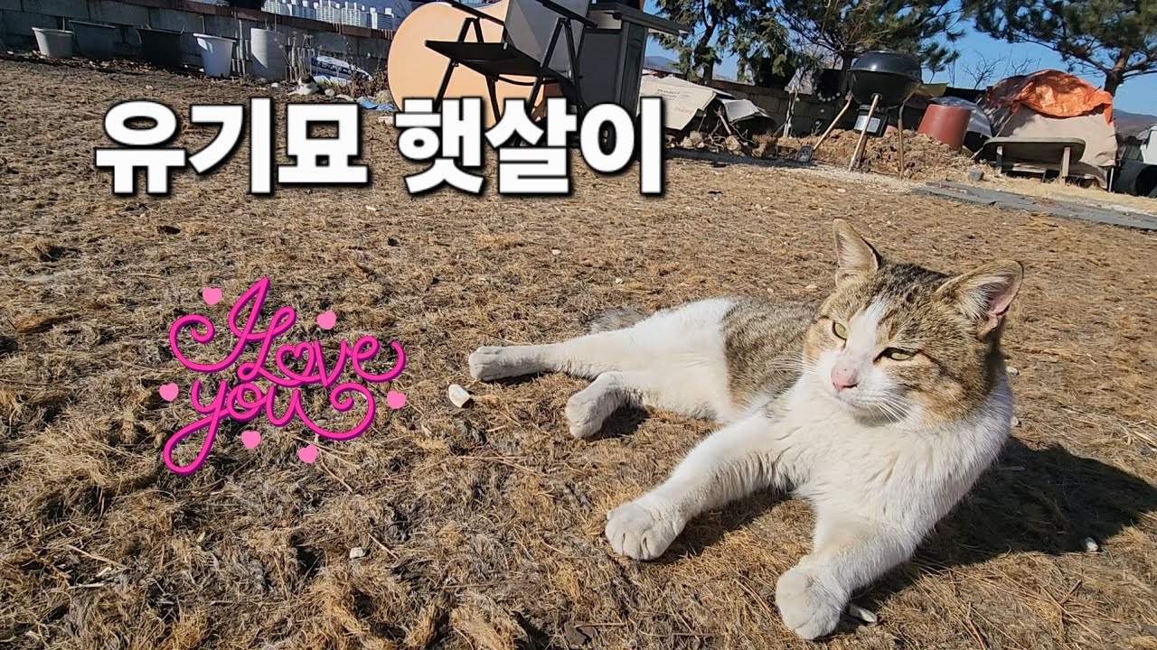 유기묘 햇살이~♡ #고양이 #길냥이구조 #korea 