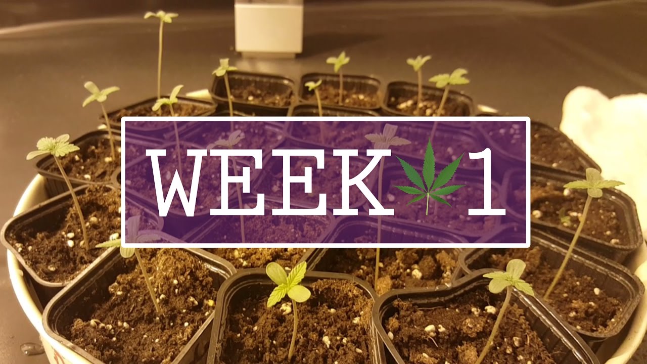 Week 1: Introducing the seedlings - Indoor Cannabis Grow Room