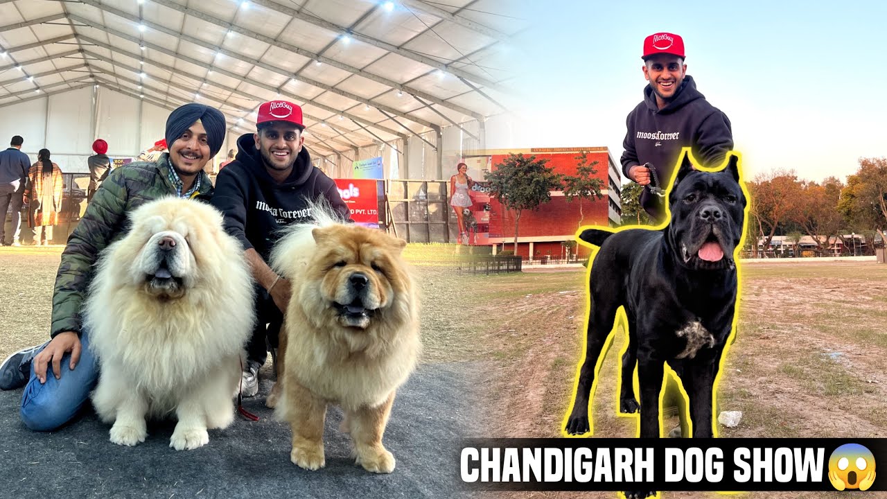 Champion Dogs at Chandigarh Dog show in INDIA😱