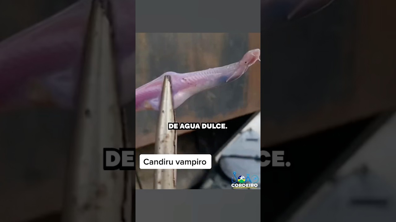 El pez m&aacute;s temido por los hombres 😫