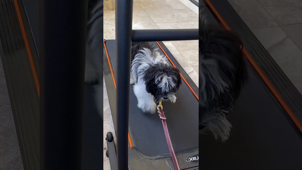 Phoenix dog training &ldquo;k9katelynn.com&rdquo; teaches Richardardo (Havanesse dog ) how walk/run treadmill