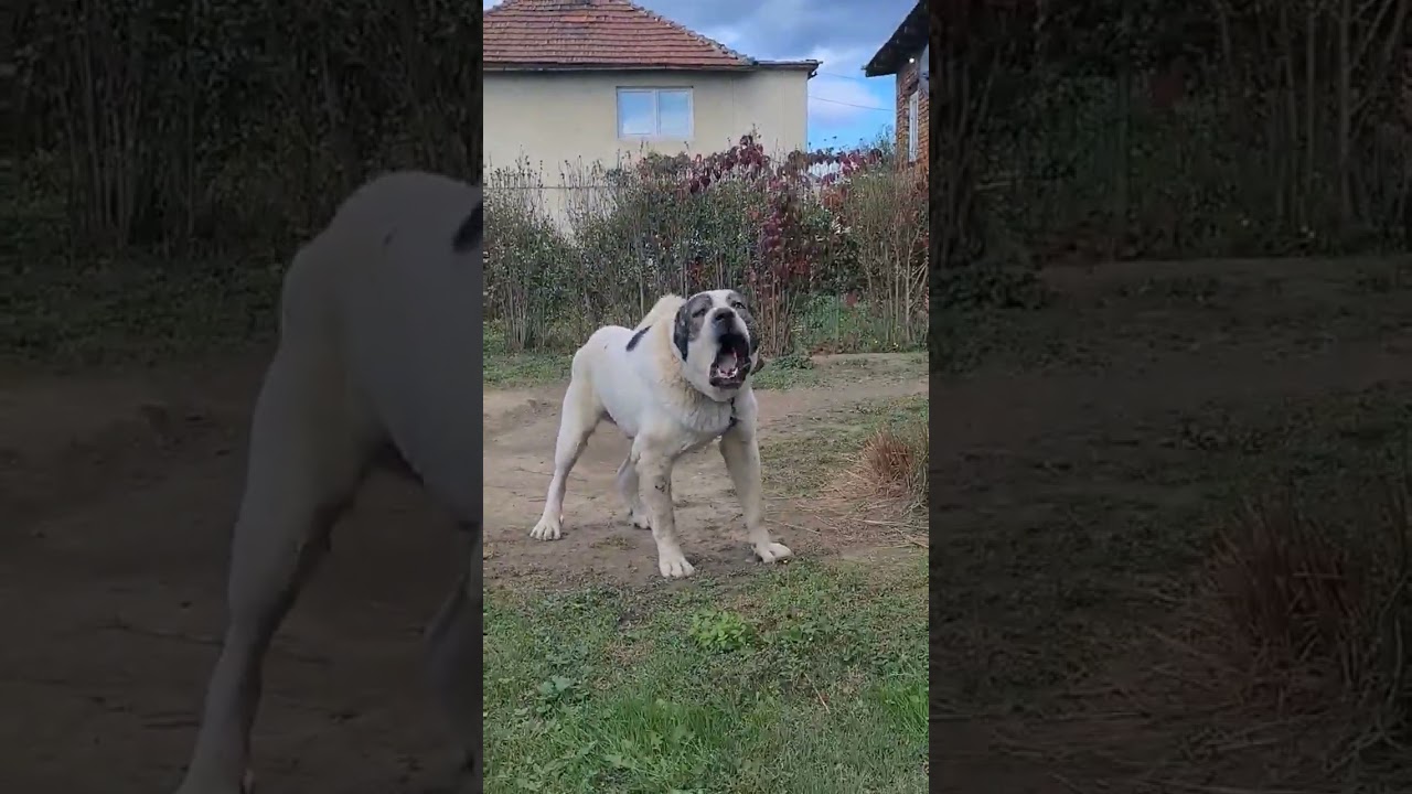 Azijat agresivan cuvar