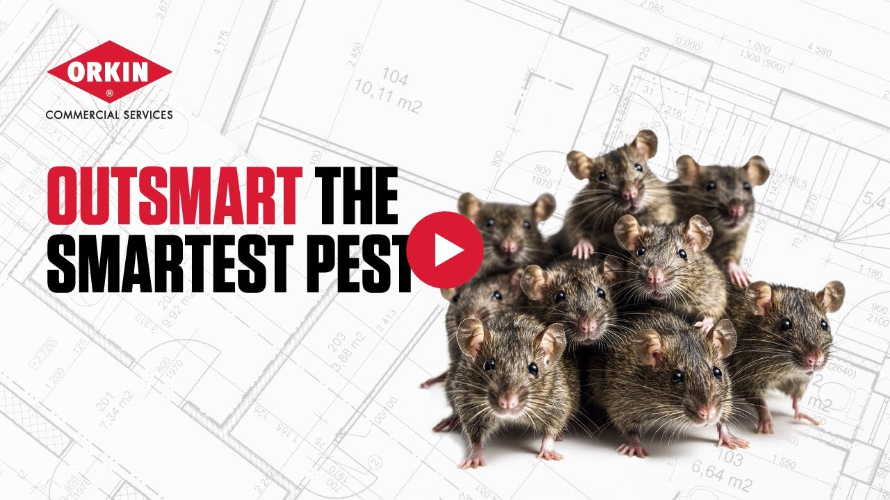 Orkin&reg; Commercial Rodent Control Services
