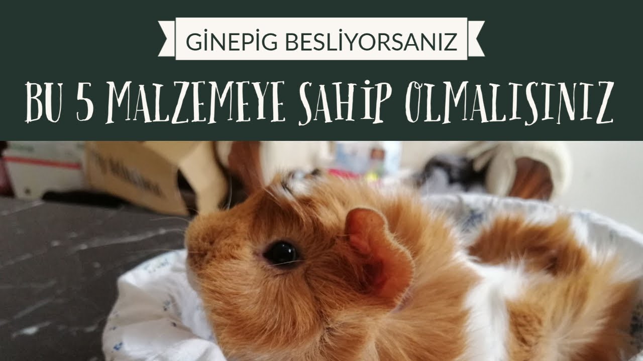 Ginepig için önemli 5 malzeme