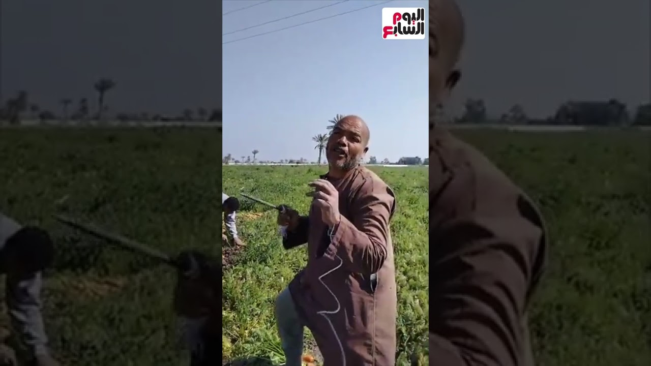 شوف حصاد الجزر وهو لسه فى الأرض