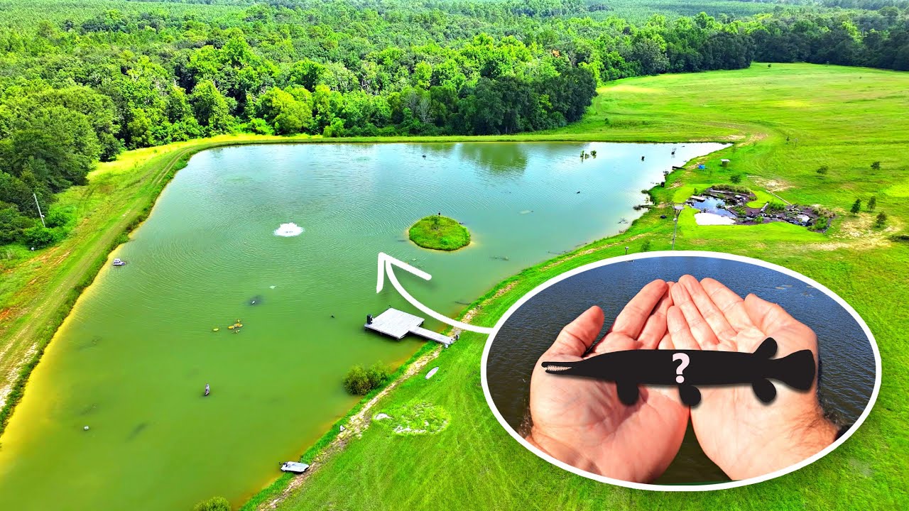 We Shouldn't Have Added This Fish to the 5 Acre Pond!