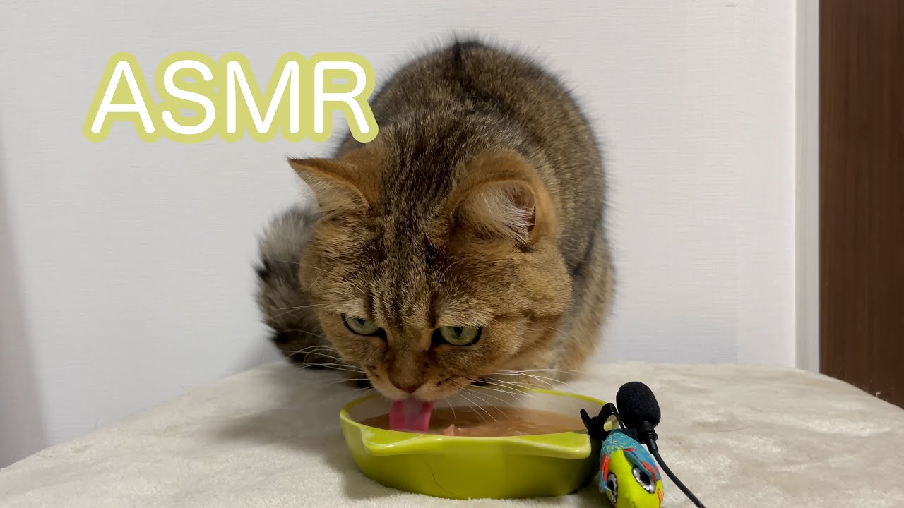 【ASMR 】スープが美味しすぎてがぶ飲みする猫【咀嚼音】　＃猫ASMR＃eatingsounds#猫の咀嚼音