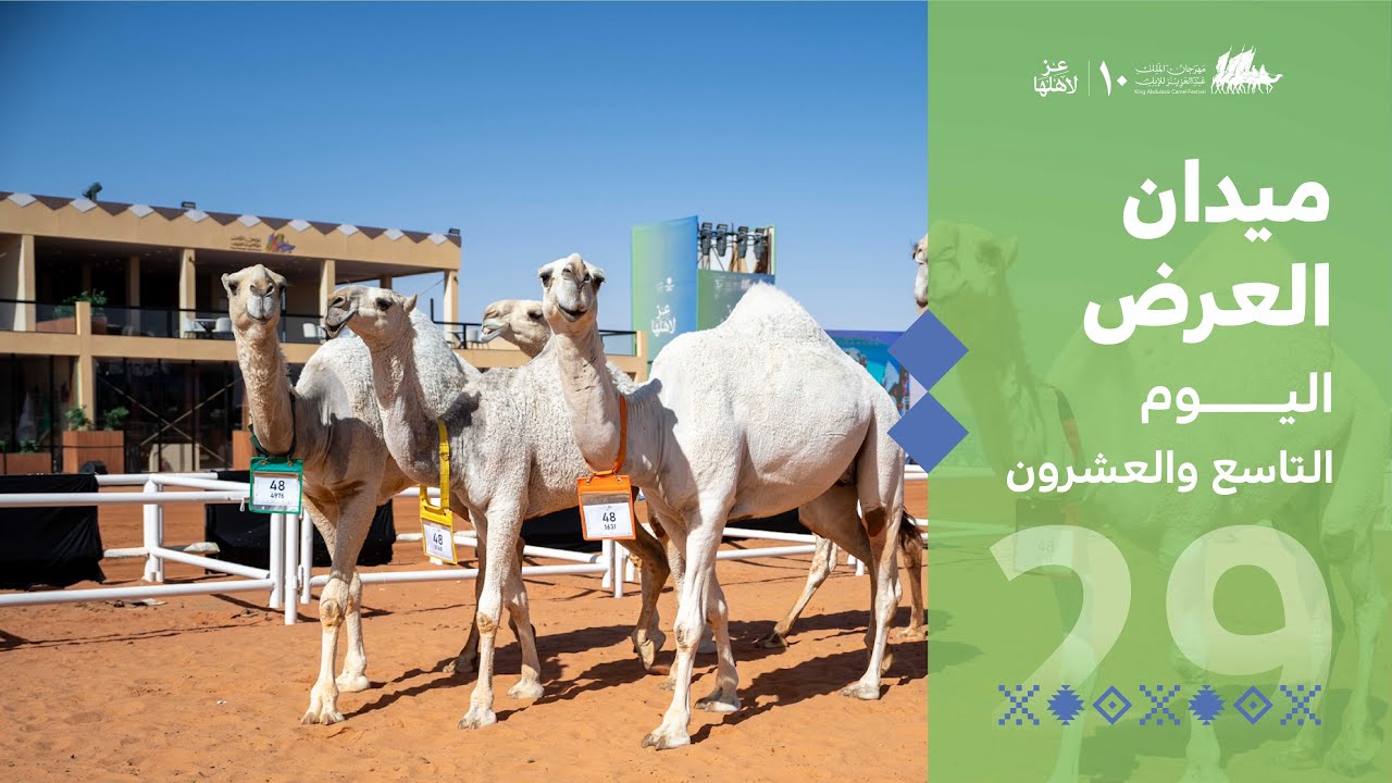 ميدان العرض في اليوم التاسع والعشرون من #مهرجان_الملك_عبدالعزيز_للإبل10 🐪