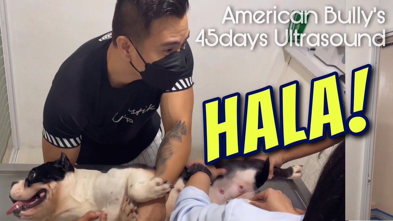 PREGNANT?! AMERICAN BULLY’s 45DAYS ULTRASOUND RESULT • Sam Walastik