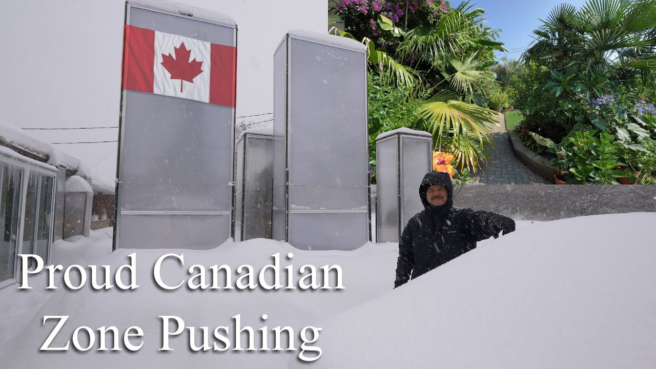 Proud Canadian,  Zone Pushing, Growing Palm tree and Exotic Plants