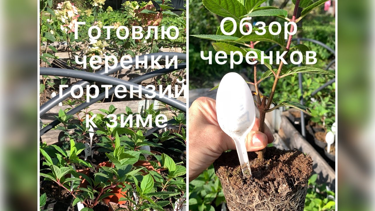 ГОТОВЛЮ ЧЕРЕНКИ МЕТЕЛЬЧАТЫХ ГОРТЕНЗИЙ К ЗИМЕ. Обзор черенков