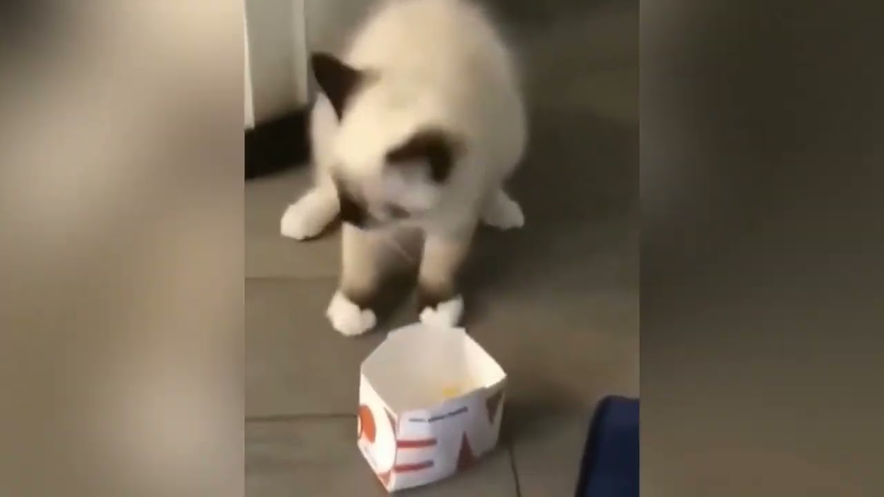 間違いなくあなたの今日を輝かせ幸せにするおもしろい動物たち