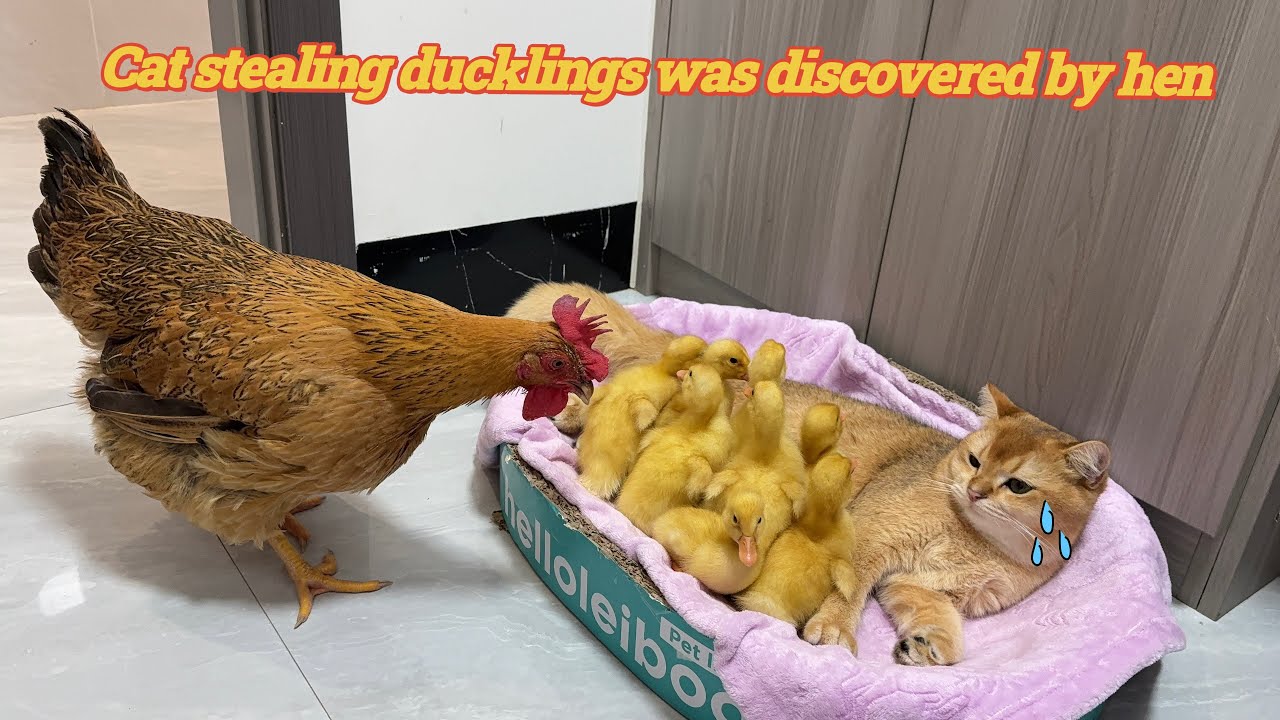 It's so heartwarming! It's so funny that the hen suspects the cat of stealing the duckling.Cute cat