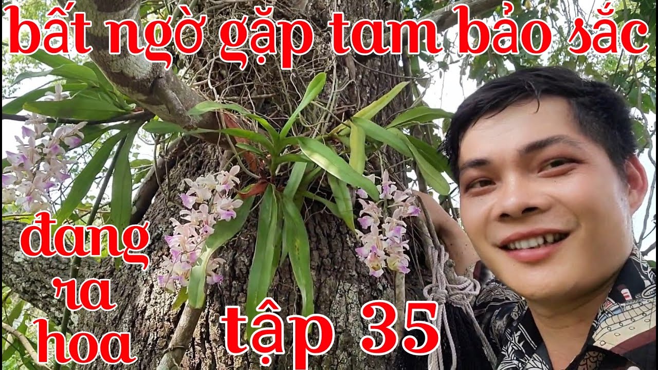 Chuyến t&igrave;m lan từ bất ngờ n&agrave;y đến bất ngờ kh&aacute;c, đi t&igrave;m lan rừng tập 35 | phong lan rừng pv
