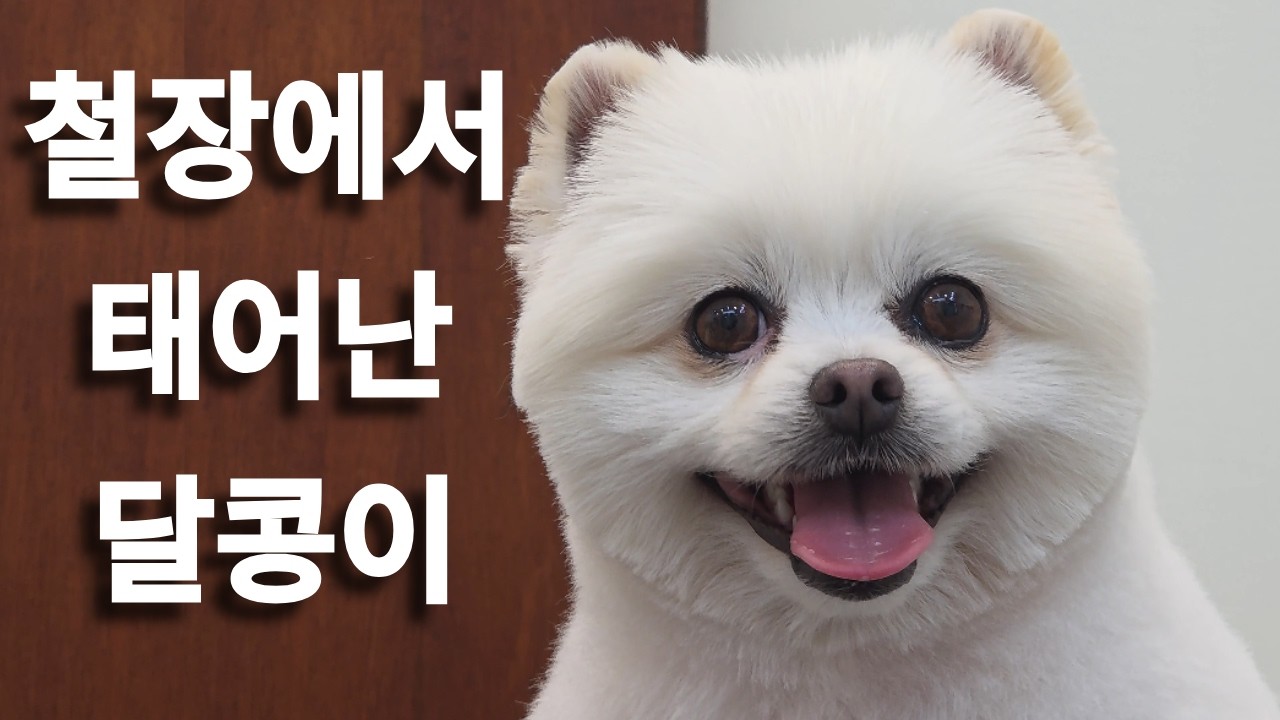 폐쇄된 번식장에서 태어난 달콩이 이야기
