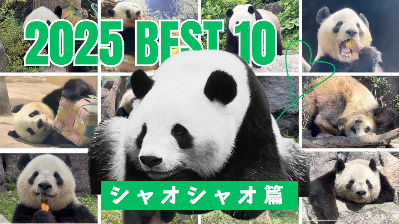 【2025 名場面BEST10  シャオシャオ篇 】明けましておめでとうございます。2025年も可愛い姿を見せてくれた上野のパンダ、シャオシャオ。シャオくんの名場面をランキング方式でご紹介します。