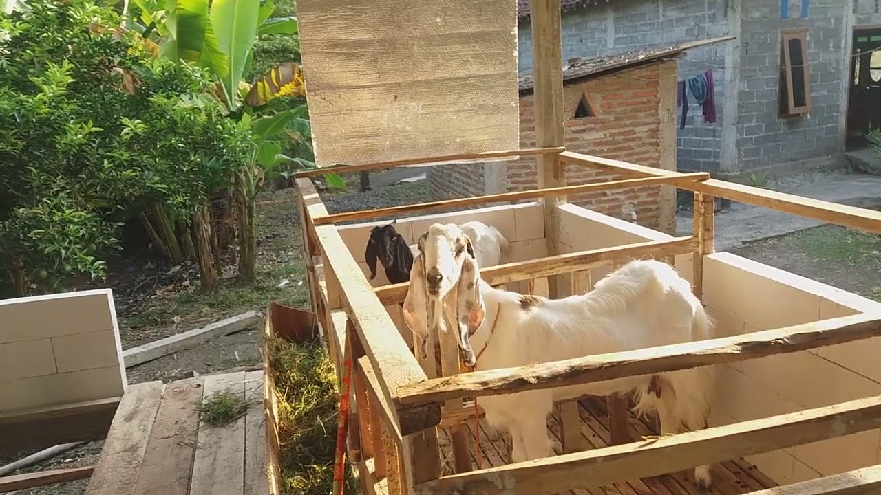 Ternak kambing pemula  jawa randu / Java randu beginner goats are very profitable /raff25