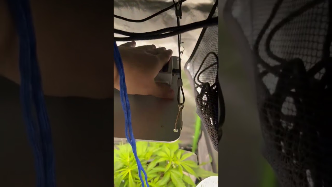 VIPARSPECTRA 2024 New V1000 LED Grow Light for Indoor Plants Review