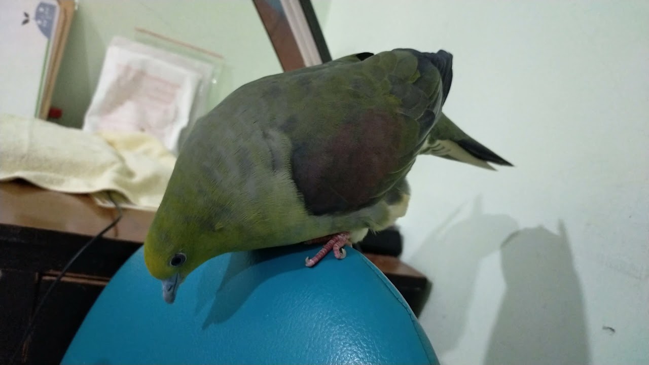 老咕仔綠鳩唱歌
