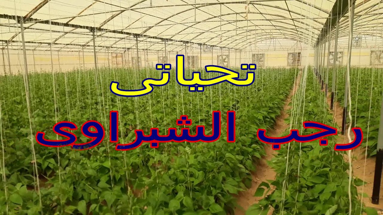 العمليات الزراعية للفاصوليا بعد شهر من الزراعة  .. الفديو الثالث .....
