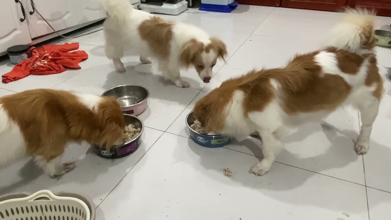 Puppy feast moment