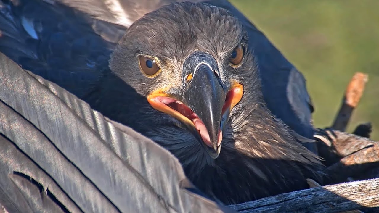 Close-ups of Sunny and Gizmo 💕 Home, sweet home🌲💕 Big Bear Eagles 2025-06-10