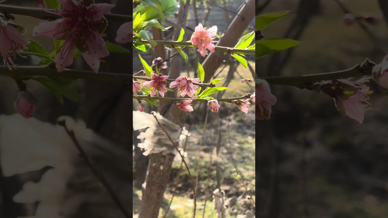 Green Pakistan