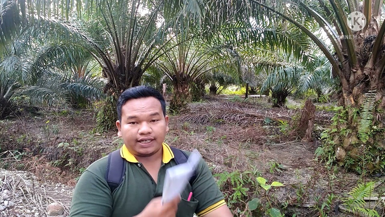 BERAPA DOSIS PUPUK DOLOMIT, UREA, TSP, DAN KCL? UNTUK SAWIT 10 TAHUN?