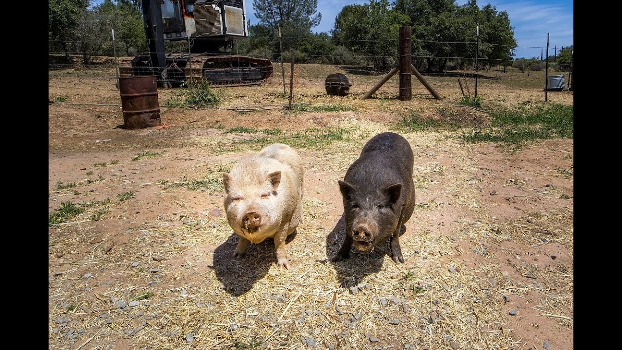 Calaveras County California Ranchette For Sale in Burson, Ca.