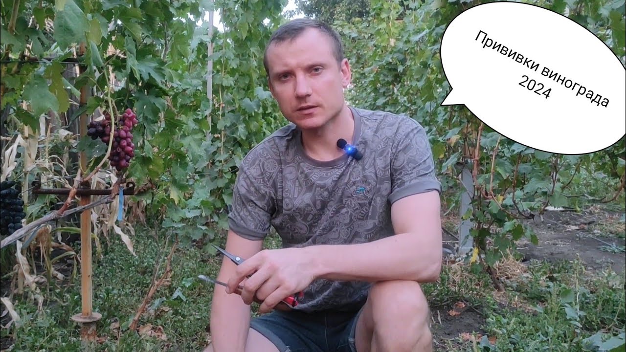 Виноград к-ш Джавелин,Лара,Красная шапочка и другие номерные новинки на прививках!