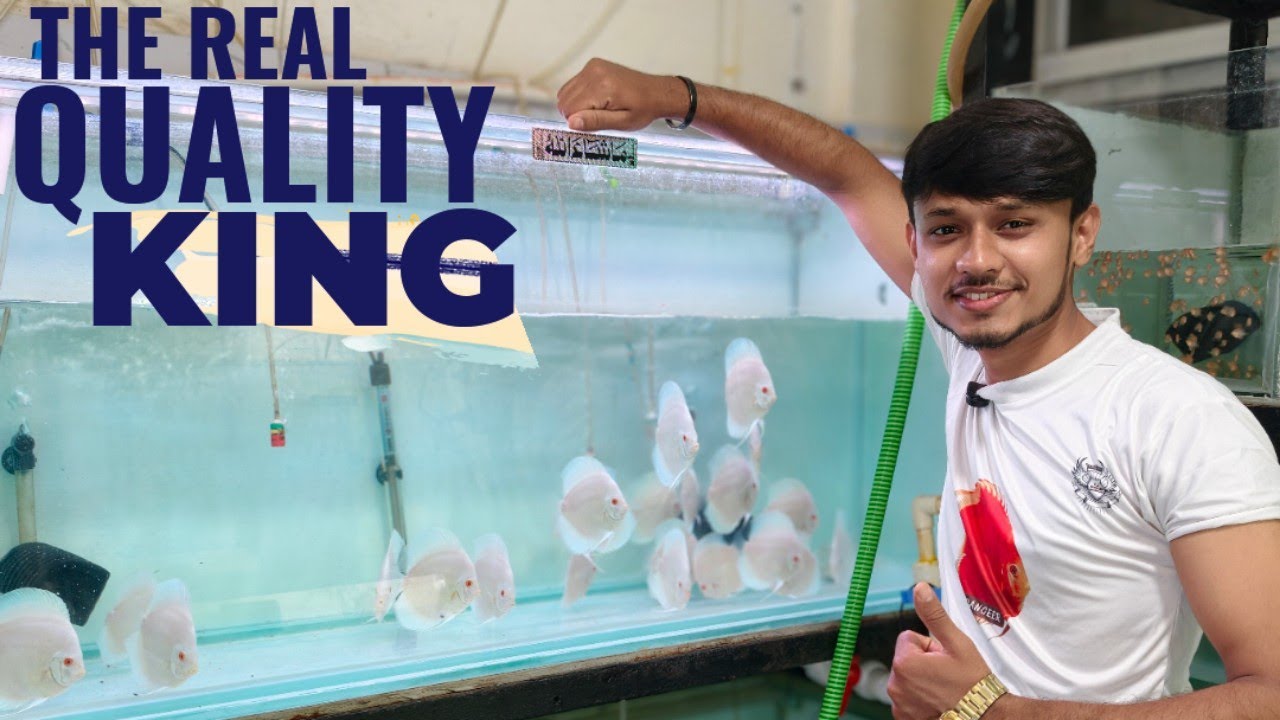 🇮🇳F.J DISCUS🇮🇳 ,👑THE REAL QUALITY KING OF MULTIPLE VARIETY & LARGE QUANTITY ADULTS STOCK AVAILABLE😍